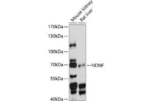 Western blot analysis of extracts of various cell lines, using NDNF antibody (ABIN7268877) at 1:1000 dilution. (NDNF antibody  (AA 20-240))