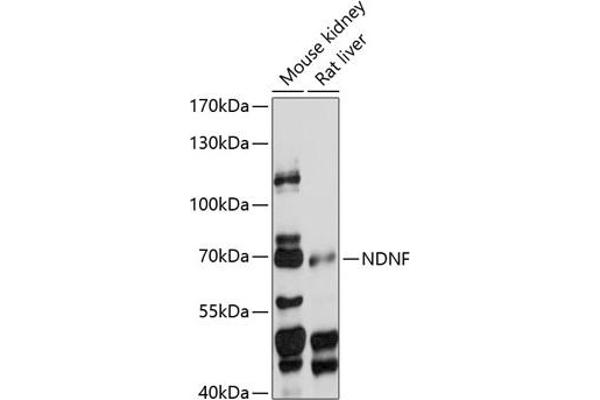 NDNF anticorps  (AA 20-240)
