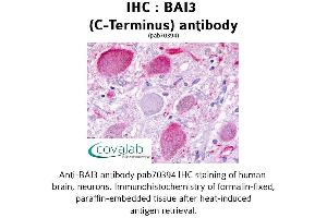 Image no. 1 for anti-Brain-Specific Angiogenesis Inhibitor 3 (BAI3) (C-Term) antibody (ABIN1732208) (BAI3 antibody  (C-Term))