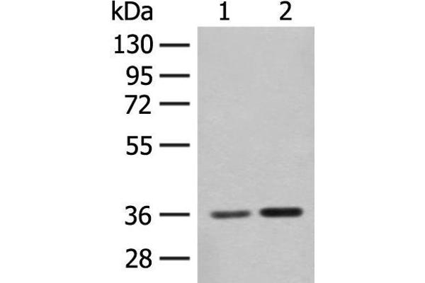 SLC25A27 antibody