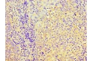 Immunohistochemistry of paraffin-embedded human tonsil tissue using ABIN7166903 at dilution of 1:100 (PDHX antibody  (AA 1-300))