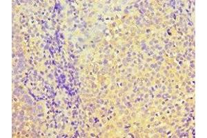 Immunohistochemistry of paraffin-embedded human tonsil tissue using ABIN7166903 at dilution of 1:100