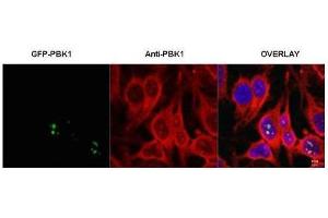 Immunofluorescence microscopy of HeLa cells transfected with GFP-PBK1. (RSL1D1 antibody)