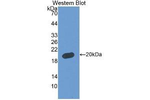Western Blotting (WB) image for anti-Fibulin 5 (FBLN5) (AA 99-205) antibody (ABIN1858820) (Fibulin 5 antibody  (AA 99-205))