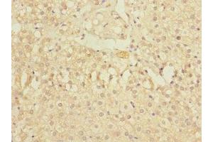 Immunohistochemistry of paraffin-embedded human adrenal gland tissue using ABIN7176531 at dilution of 1:100 (ZNF791 antibody  (AA 1-250))