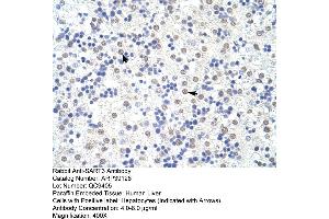 Human Liver (SART3 antibody  (N-Term))