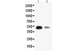 Anti-KLF8 antibody, Western blotting Lane 1: SMMC Cell Lysate Lane 2: 293T Cell Lysate (KLF8 antibody  (N-Term))