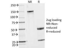 SDS-PAGE Analysis Purified MUC2 Mouse Monoclonal Antibody (MLP/842). (MUC2 antibody)