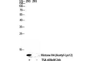 Western Blot (WB) analysis of 293 cells using Acetyl-Histone H4 (K12) Polyclonal Antibody. (Histone H4 antibody  (acLys12))