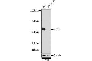 Western blot analysis of extracts from wild type (WT) and  knockout (KO) 293T cells, using  antibody (ABIN7265710) at 1:1000 dilution. (ATG5 antibody)