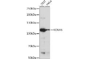 Western blot analysis of extracts of various cell lines, using KCNH6 Rabbit pAb (ABIN7269490) at 1:1000 dilution. (KCNH6 antibody  (AA 70-220))
