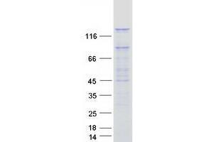Western Blotting (WB) image for PAN2 Poly(A) Specific Ribonuclease Subunit Homolog (PAN2) (Transcript Variant 1) protein (Myc-DYKDDDDK Tag) (ABIN2735134)
