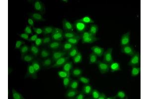 Immunofluorescence analysis of U2OS cells using MAD1L1 antibody. (MAD1L1 antibody)