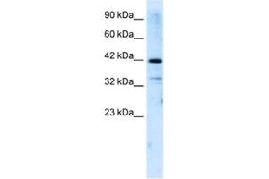 Western Blotting (WB) image for anti-Zinc Finger and SCAN Domain Containing 31 (ZSCAN31) antibody (ABIN2461279) (Zinc Finger and SCAN Domain Containing 31 (ZSCAN31) antibody)
