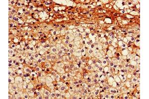 IHC image of ABIN7151093 diluted at 1:600 and staining in paraffin-embedded human adrenal gland tissue performed on a Leica BondTM system. (Parkin antibody  (AA 1-465))