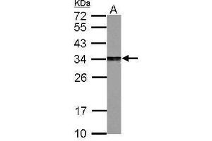 WB Image Sample (30 ug of whole cell lysate) A: PC-12 12% SDS PAGE antibody diluted at 1:2000 (PSME3 antibody)