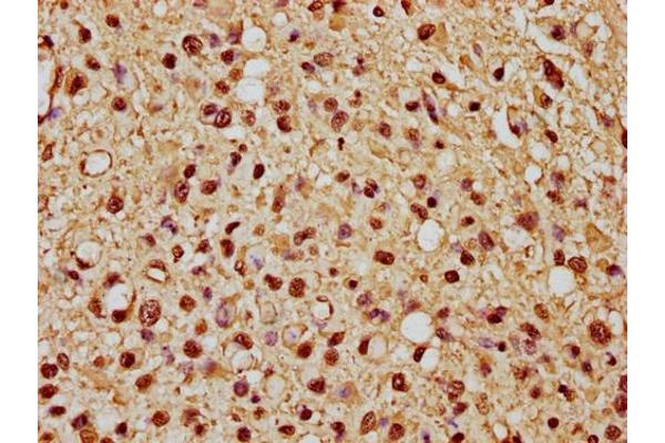Histone H1.1 antibody  (AA 18-30)