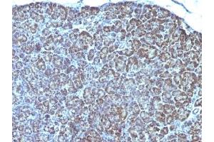 Formalin-fixed, paraffin-embedded human pancreas stained with anti-Mitochondrial antibody (AE-1).