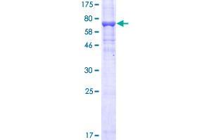 MAP2K5 Protein (AA 1-448) (GST tag)