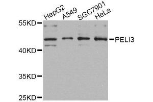 Western blot analysis of extracts of various cell lines, using PELI3 Antibody (ABIN6003707) at 1/1000 dilution.