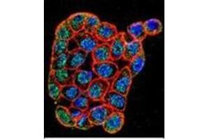 Confocal immunofluorescent analysis of FOXA2 / HNF3B Antibody (Center) Cat. (FOXA2 antibody  (Middle Region))