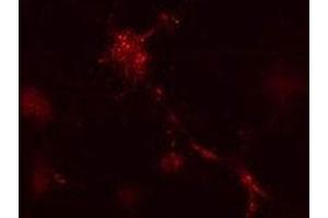 Image no. 4 for anti-Autophagy Related 12 (ATG12) (AA 1-50) antibody (ABIN3030084)