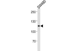 Western Blotting (WB) image for anti-Mismatch Repair Protein 2 (MSH2) antibody (ABIN2996263) (MSH2 antibody)