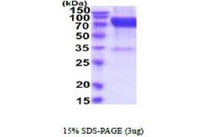 SDS-PAGE (SDS) image for Interleukin 23 Receptor (IL23R) (AA 24-355) protein (hIgG-His-tag) (ABIN5854679) (IL23R Protein (AA 24-355) (hIgG-His-tag))