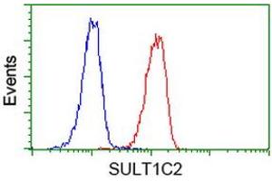 Image no. 1 for anti-Sulfotransferase Family, Cytosolic, 1C, Member 2 (SULT1C2) antibody (ABIN1501229) (SULT1C2 antibody)