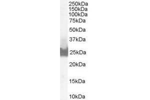 Western Blotting (WB) image for anti-Apolipoprotein L Domain Containing 1 (APOLD1) (C-Term) antibody (ABIN2783993) (APOLD1 antibody  (C-Term))