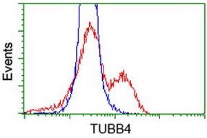 HEK293T cells transfected with either RC203945 overexpress plasmid (Red) or empty vector control plasmid (Blue) were immunostained by anti-TUBB4 antibody (ABIN2454748), and then analyzed by flow cytometry. (TUBB4 antibody)