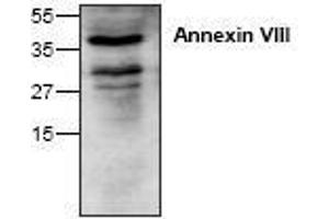 Image no. 1 for anti-Annexin A8 (ANXA8) antibody (ABIN127268) (Annexin VIII antibody)