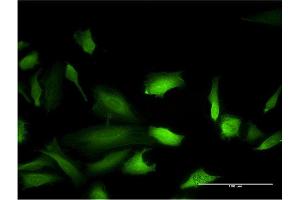 Immunofluorescence (IF) image for anti-Mitogen-Activated Protein Kinase 9 (MAPK9) (AA 321-424) antibody (ABIN519243)