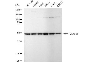 anti-Hepatitis A Virus Cellular Receptor 1 (HAVCR1) antibody
