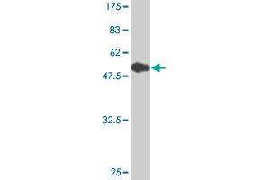 Western Blot detection against Immunogen (55. (MED4 antibody  (AA 1-270))