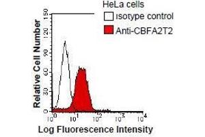 HeLa cells were fixed in 2% paraformaldehyde/PBS and then permeabilized in 90% methanol. (CBFA2T2 antibody)