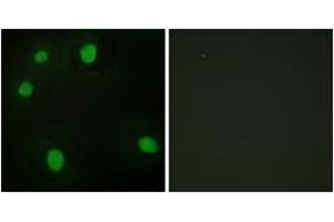 Immunofluorescence (IF) image for anti-Mortality Factor 4 Like 1 (MORF4L1) (AA 31-80) antibody (ABIN1534168)