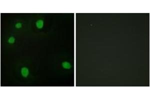 Immunofluorescence analysis of HepG2 cells, using MORF4L1 Antibody. (MORF4L1 antibody  (AA 31-80))