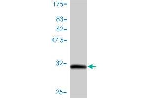Western Blot detection against Immunogen (33. (GNG7 antibody  (AA 1-68))
