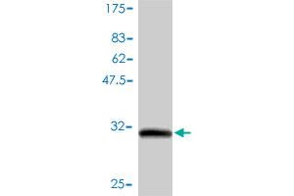 GNG7 anticorps  (AA 1-68)