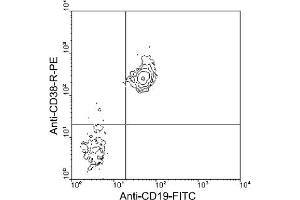 Flow Cytometry (FACS) image for anti-CD38 antibody (FITC) (ABIN370931) (CD38 antibody  (FITC))