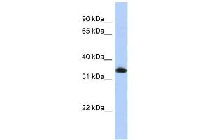 Western Blotting (WB) image for anti-Zinc Finger Protein 511 (ZNF511) antibody (ABIN2458281)