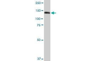PLCG2 MaxPab polyclonal antibody. (Phospholipase C gamma 2 antibody  (AA 1-1265))