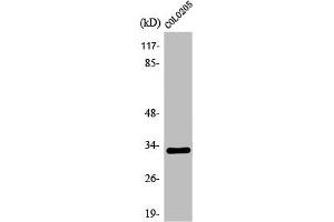 Western Blot analysis of COLO205 cells using Olfactory receptor 1B1 Polyclonal Antibody (OR1B1 antibody  (Internal Region))
