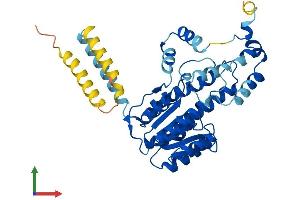 AlphaFold protein structure predicition of Human Recombinant HSD17B2 Protein, UniprotID P37059