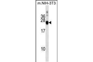 Western blot analysis in mouse NIH-3T3 cell line lysates (35ug/lane). (DNAJC5 antibody  (AA 52-80))