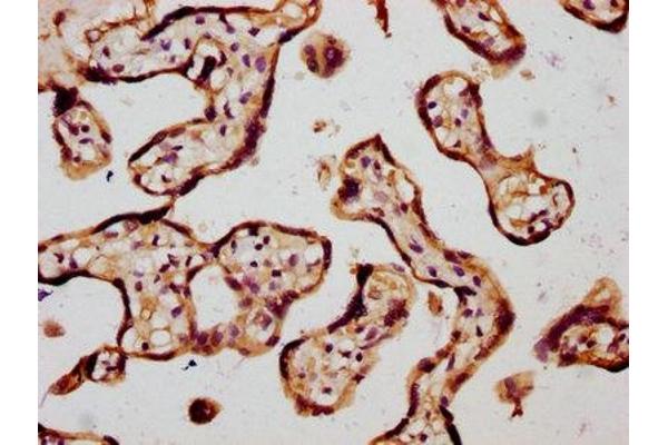 CHSY1 antibody  (AA 32-148)