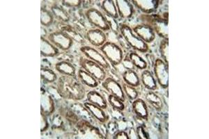 Immunohistochemistry analysis in formalin fixed and paraffin embedded human kidney tissue reacted with Folate receptor alpha Antibody (N-term) followed by peroxidase conjugation of the secondary antibody and DAB staining. (FOLR1 antibody  (N-Term))