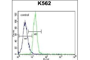 PTPN20A Antibody (Center) (ABIN655743 and ABIN2845189) flow cytometric analysis of K562 cells (right histogram) compared to a negative control cell (left histogram).