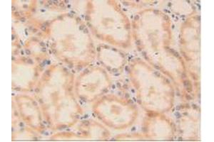 Figure. (ODC1 antibody  (AA 15-259))